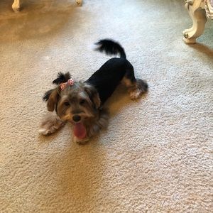 Meet your Posher, Nina